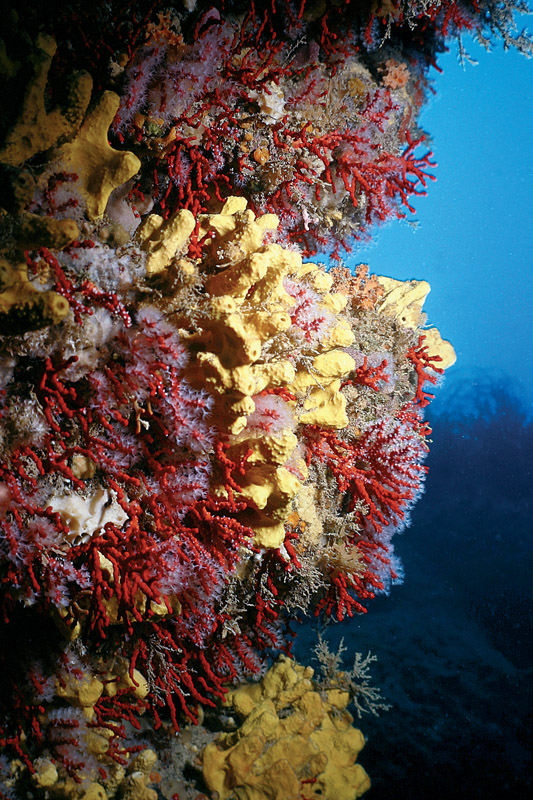 Tedania anhelans (Lieberkun, 1859) e Aplysina cavernicola